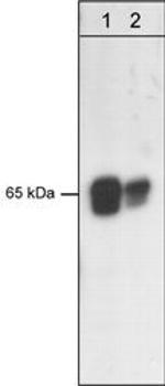 PDPK1 Antibody in Western Blot (WB)