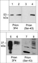 PrP Monoclonal Antibody (3F4)