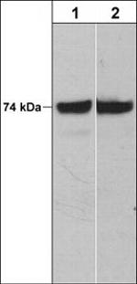 c-Raf Monoclonal Antibody (M208)