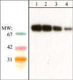 SHP2 Monoclonal Antibody (M163)