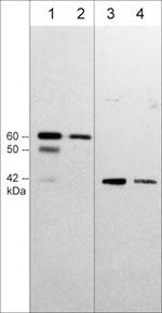 SPHK1 Antibody in Western Blot (WB)