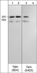 Talin Monoclonal Antibody (8D4)