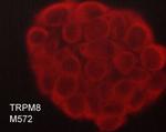 TRPM8 Monoclonal Antibody (M572)
