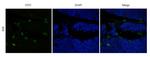 CD52 Chimeric Recombinant Human Monoclonal Antibody (Campath-1H)