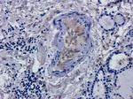 CD52 Chimeric Antibody in Immunohistochemistry (PFA fixed) (IHC (PFA))