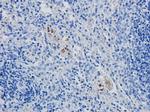 CD4 Antibody in Immunohistochemistry (Paraffin) (IHC (P))