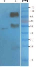 CD4 Antibody in Western Blot (WB)