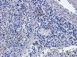 Basiliximab Chimeric Antibody in Immunohistochemistry (PFA fixed) (IHC (PFA))