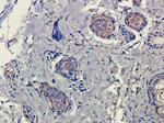 CD4 Antibody in Immunohistochemistry (Paraffin) (IHC (P))