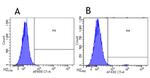 CCR3 Chimeric Recombinant Rabbit Monoclonal Antibody (5E8-G9-B4)