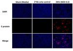 Flavivirus Envelope Chimeric Recombinant Rabbit Monoclonal Antibody (D1-4G2-4-15 (4G2))