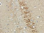 Polysialic acid Chimeric Antibody in Immunohistochemistry (PFA fixed) (IHC (PFA))