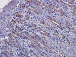 Cetuximab Antibody in Immunohistochemistry (Paraffin) (IHC (P))