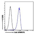XPNPEP1 Antibody in Flow Cytometry (Flow)