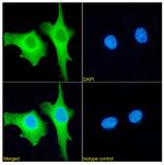 XPNPEP1 Recombinant Rabbit Monoclonal Antibody (SAIC-07B-14)