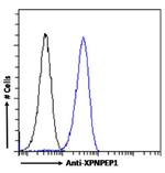 XPNPEP1 Antibody in Flow Cytometry (Flow)