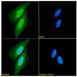 XPNPEP1 Recombinant Rabbit Monoclonal Antibody (SAIC-07E-1)