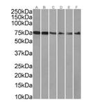 XPNPEP1 Antibody in Western Blot (WB)