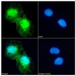 Annexin A4 Recombinant Rabbit Monoclonal Antibody (SAIC-14C-10F12)