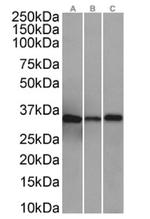 Annexin A4 Antibody in Western Blot (WB)