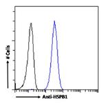 HSP27 Antibody in Flow Cytometry (Flow)