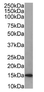 Galectin 1 Recombinant Rabbit Monoclonal Antibody (SAIC-25B-112)