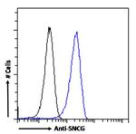 gamma Synuclein Antibody in Flow Cytometry (Flow)