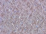 VEGF Recombinant Mouse Monoclonal Antibody (A.4.6.1)