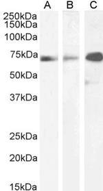Paxillin Chimeric Recombinant Mouse Monoclonal Antibody (LD2 sAB)