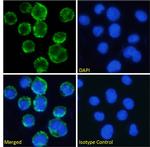 CD11c Chimeric Antibody in Immunocytochemistry (ICC/IF)