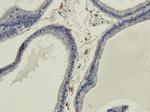 Galanin Chimeric Recombinant Mouse Monoclonal Antibody (4B3)