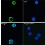 CD127 Chimeric Recombinant Rabbit Monoclonal Antibody (YIL7R323)