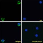 Integrin beta 7 Chimeric Recombinant Rabbit Monoclonal Antibody (FIB504)