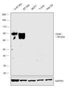 CD44 Chimeric Antibody