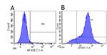 CD44 Chimeric Recombinant Rabbit Monoclonal Antibody (Hermes -3)