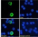 GITRL Chimeric Antibody in Immunocytochemistry (ICC/IF)