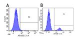 CD22 (Epratuzumab Biosimilar) Antibody in Flow Cytometry (Flow)