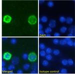 PD-1 (CD279) Chimeric Antibody in Immunocytochemistry (ICC/IF)