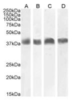 Podoplanin Chimeric Antibody in Western Blot (WB)