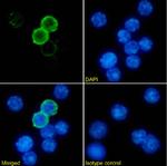 MHC Class II (I-A/I-E) Chimeric Recombinant Rabbit Monoclonal Antibody (P7/7)