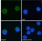VISTA Chimeric Recombinant Rabbit Monoclonal Antibody (MH5A)