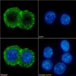 CD86 Chimeric Antibody in Immunocytochemistry (ICC/IF)