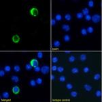Ly-6G/Ly-6C Chimeric Antibody in Immunocytochemistry (ICC/IF)