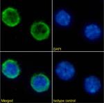 CD45R Chimeric Antibody in Immunocytochemistry (ICC/IF)