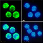 TIMD2 Chimeric Antibody in Immunocytochemistry (ICC/IF)