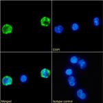 CD4 Chimeric Recombinant Rabbit Monoclonal Antibody (DB81)