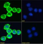 Transferrin Receptor Chimeric Antibody in Immunocytochemistry (ICC/IF)
