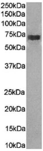 CD226 (DNAM-1) Chimeric Recombinant Rabbit Monoclonal Antibody (10E5)