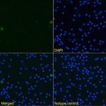 TWEAK Chimeric Recombinant Rabbit Monoclonal Antibody (MTW-1)