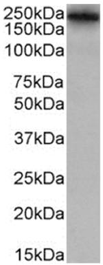 Lewis A/B Chimeric Antibody in Western Blot (WB)